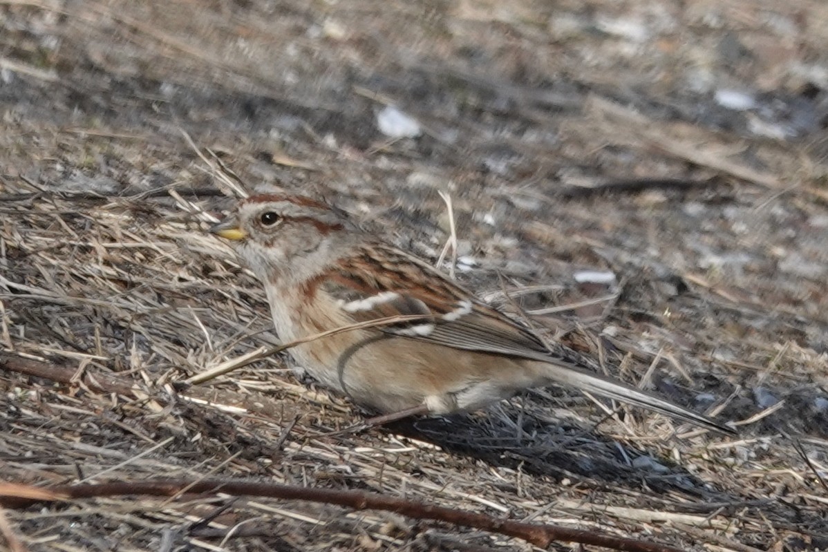 American Tree Sparrow - ML297231271