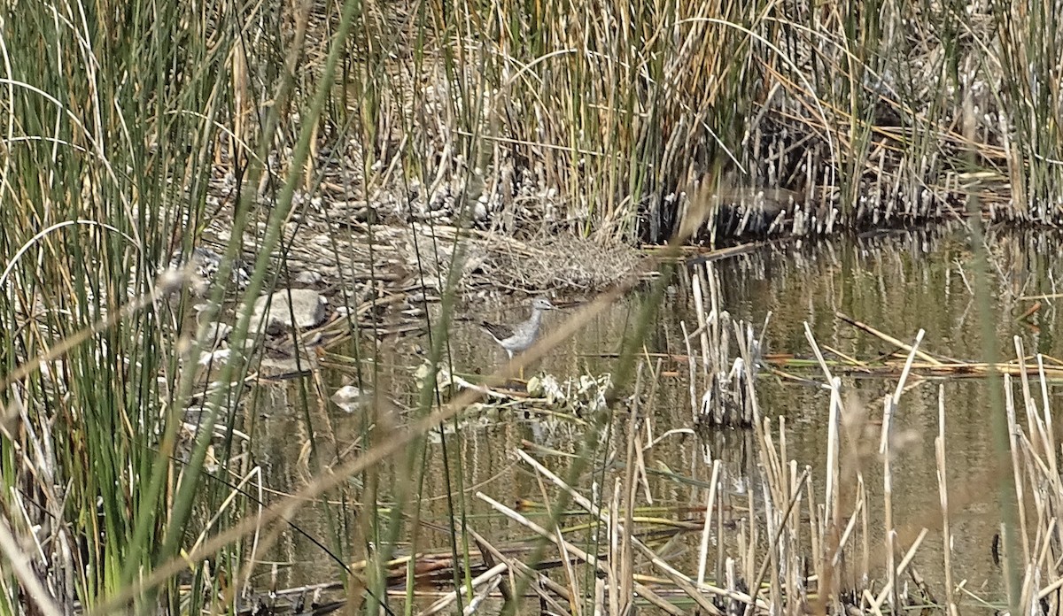 Greater Yellowlegs - ML297231441