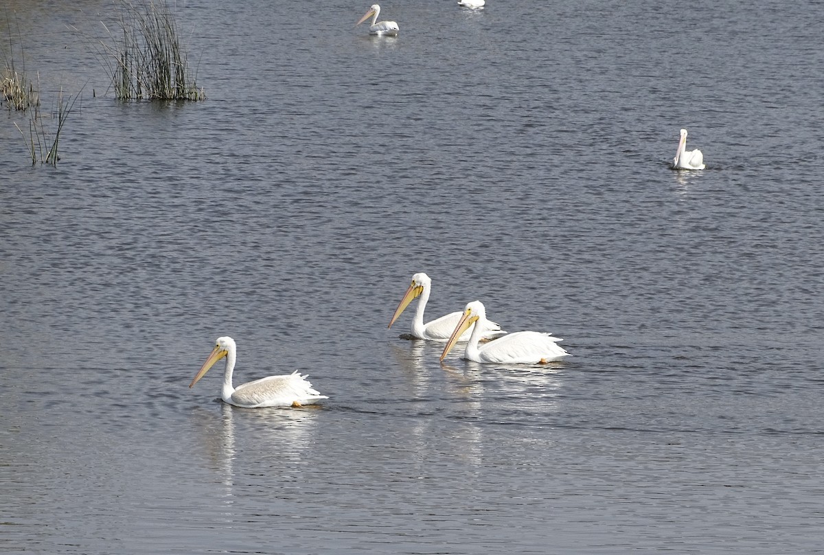 American White Pelican - ML297231721