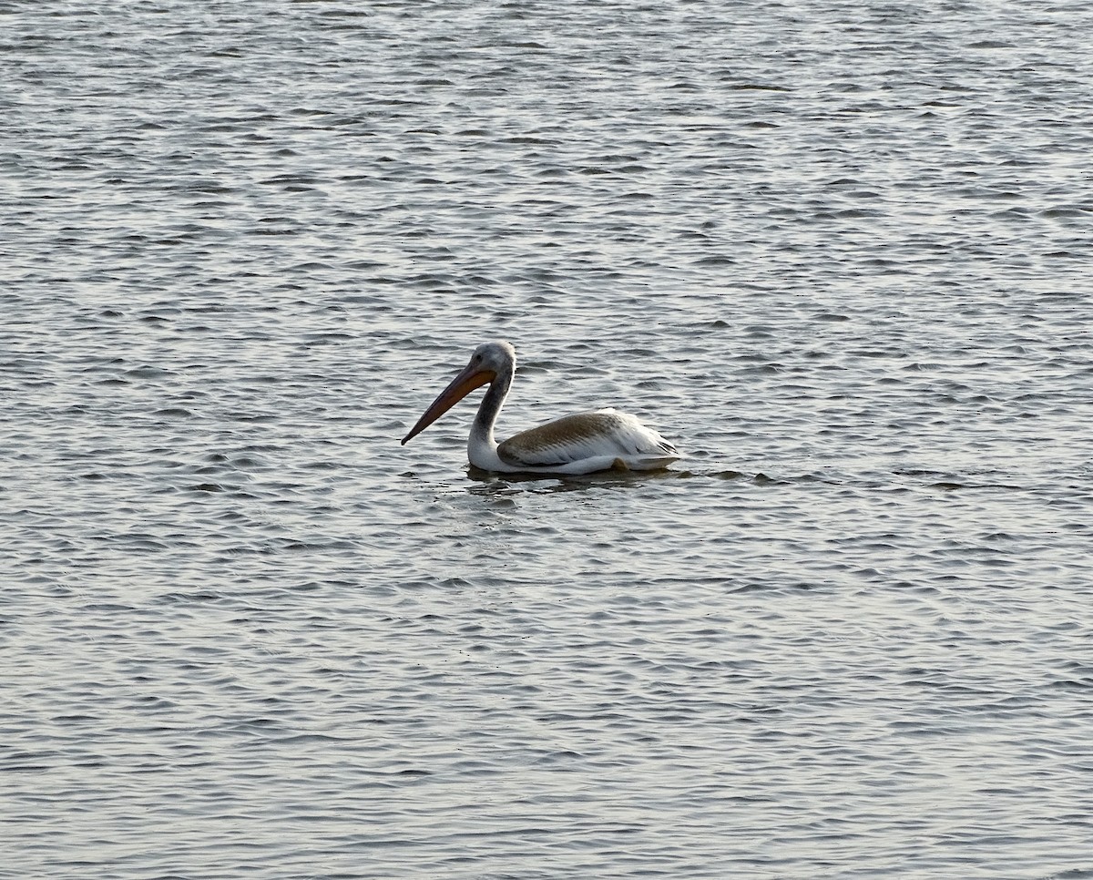 American White Pelican - ML297231791