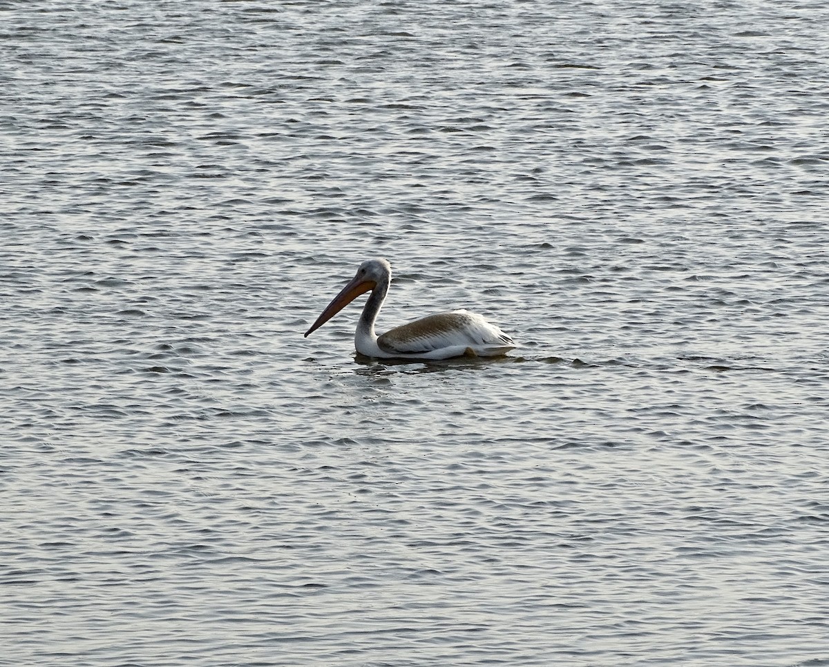 American White Pelican - ML297231791