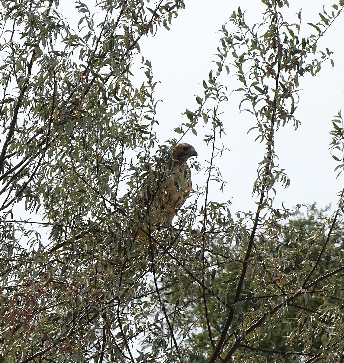 Ferruginous Hawk - ML297231901