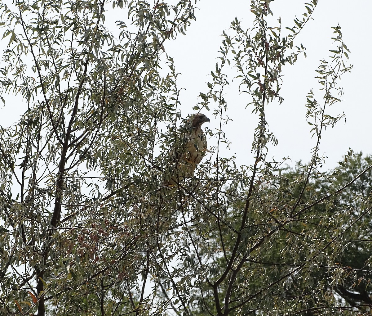 Königsbussard - ML297231981