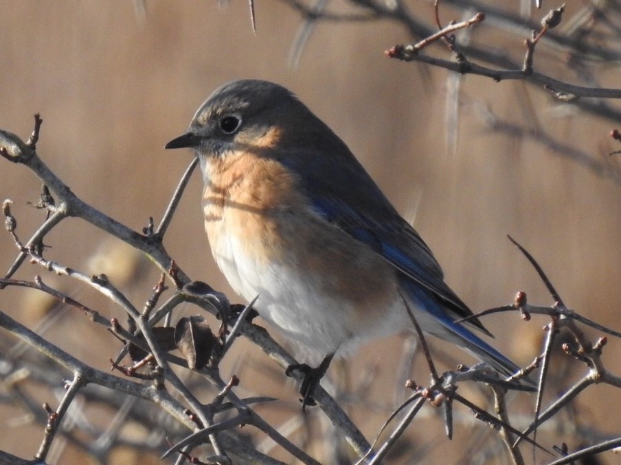 Eastern Bluebird - ML297234621