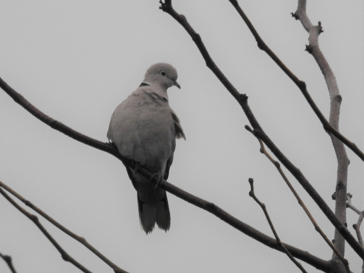 Eurasian Collared-Dove - ML297235271