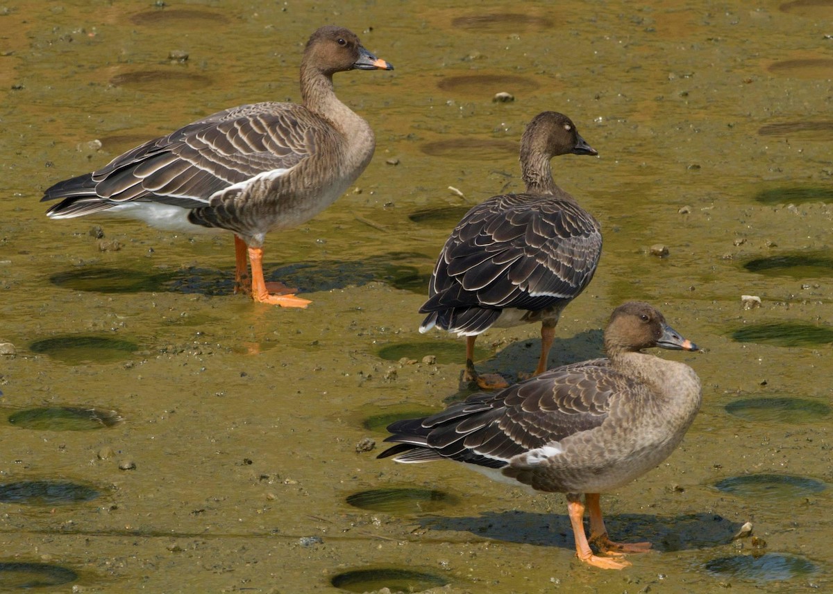 Tundra Bean-Goose - ML297235851