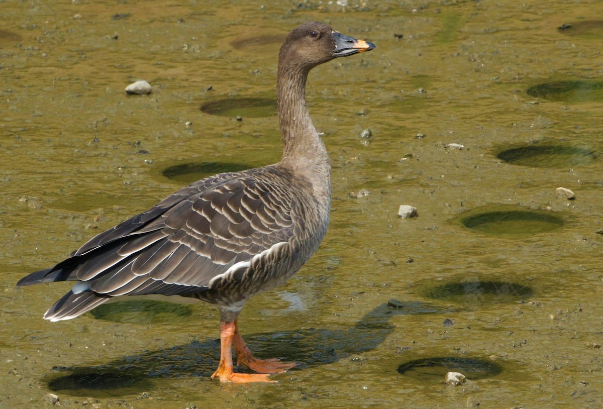 Tundra Bean-Goose - ML297235871