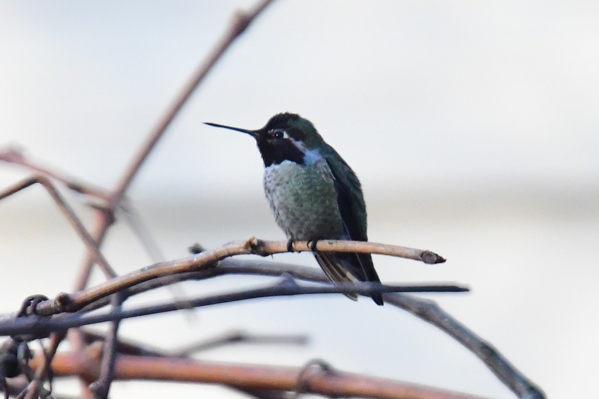 Anna's Hummingbird - ML297236131