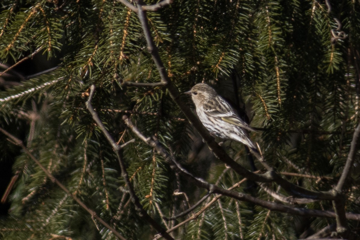 Pine Siskin - ML297237341