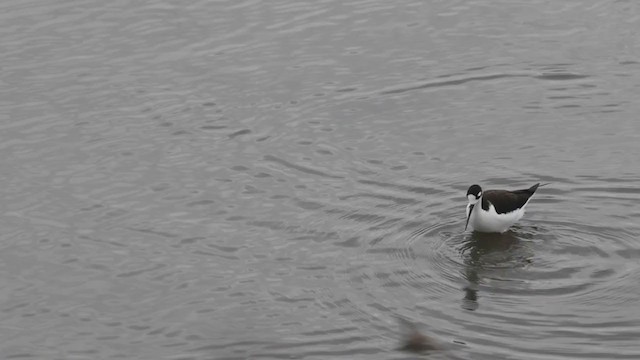 Black-necked Stilt (Black-necked) - ML297237611