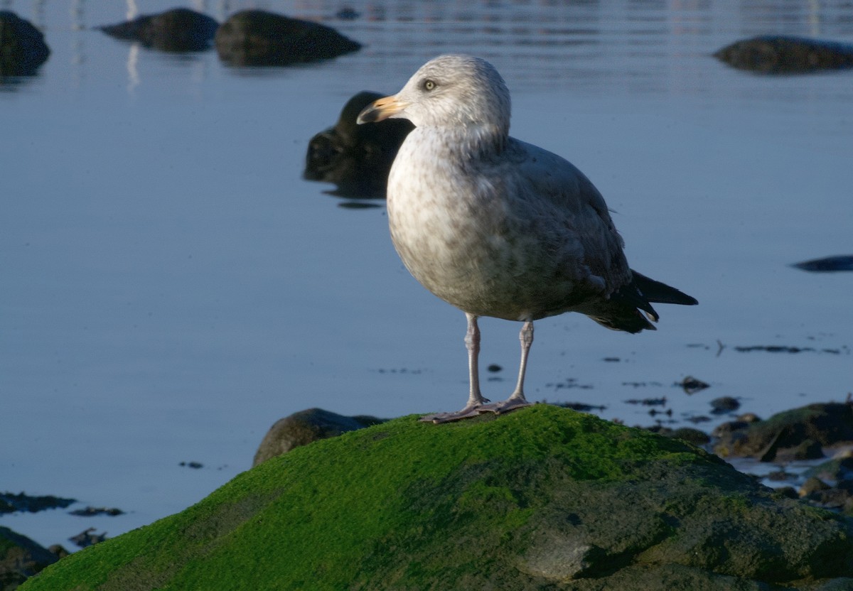 Gaviota Argéntea - ML297237731