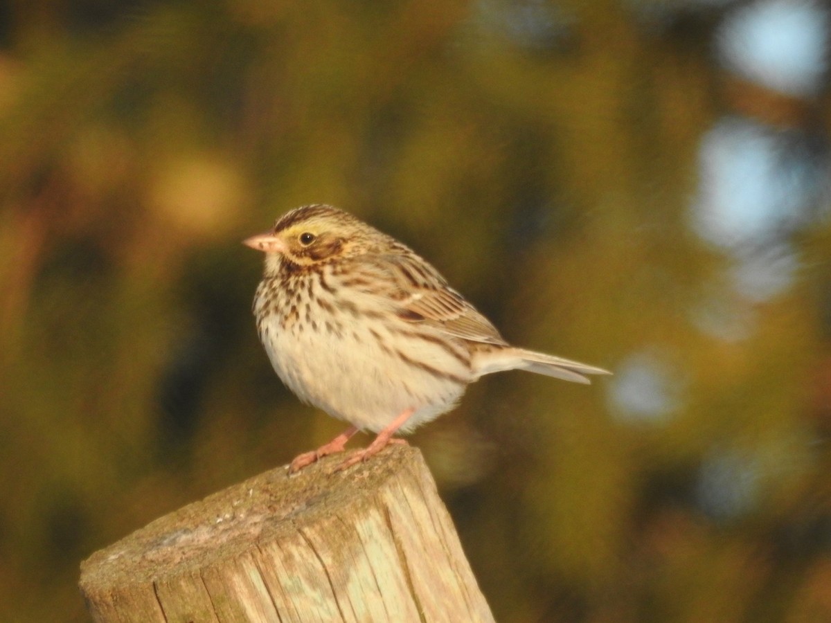 Savannah Sparrow - ML297238681