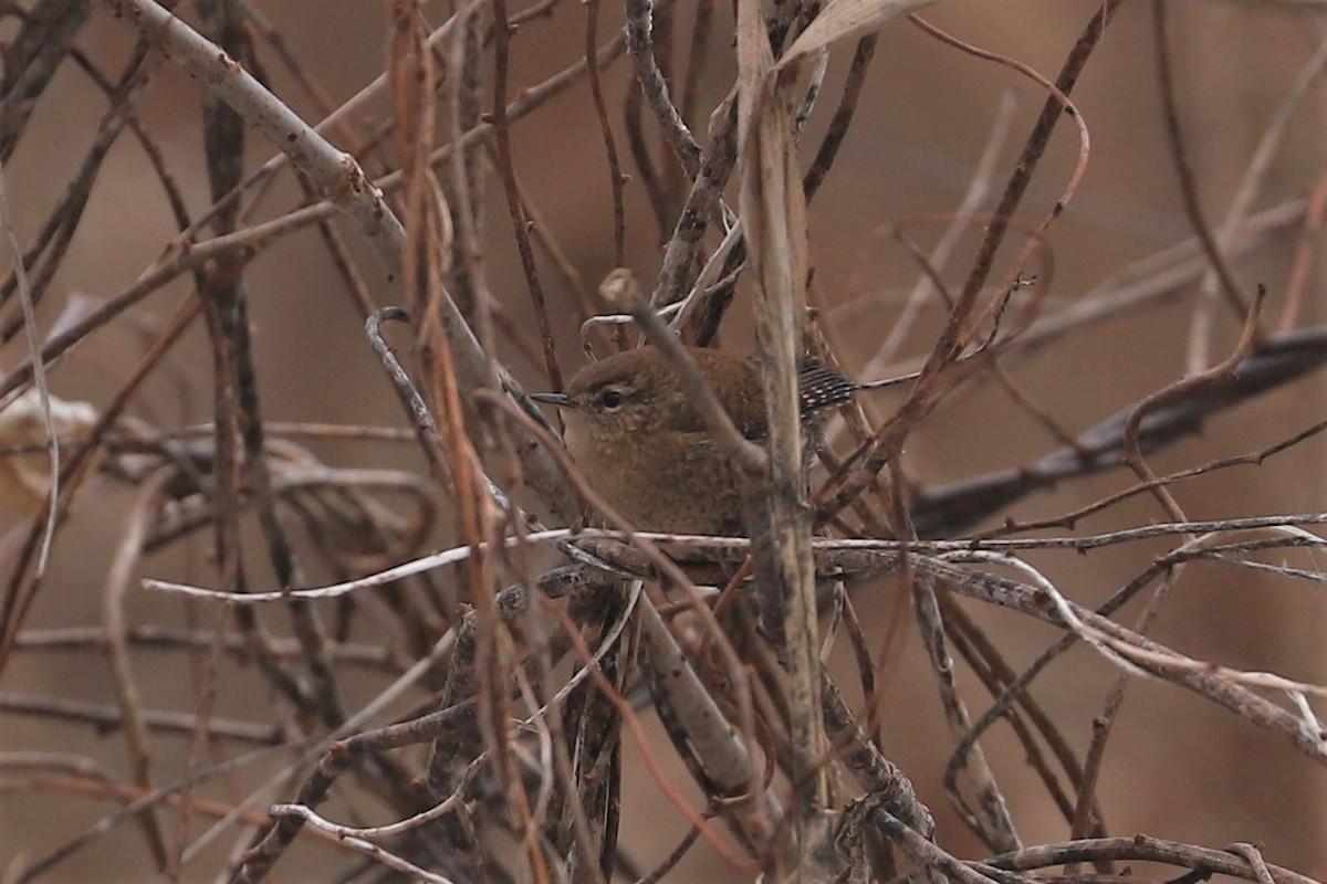 Winter Wren - ML297238721