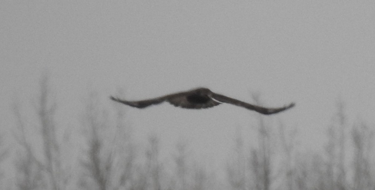 Rough-legged Hawk - ML297239041