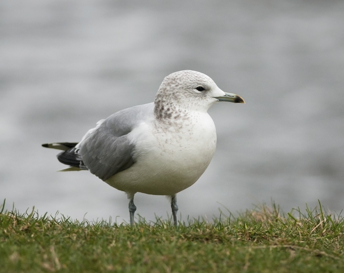 Common Gull (European) - Joshua Vandermeulen