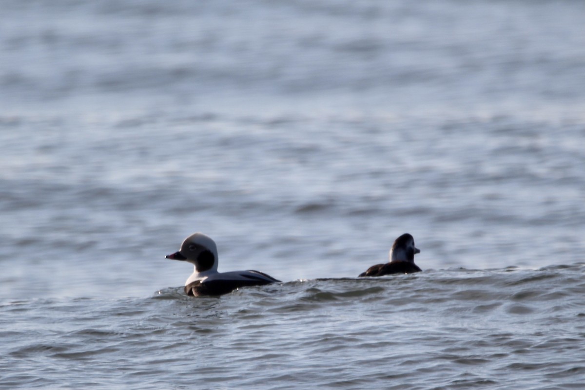 Long-tailed Duck - ML297241641