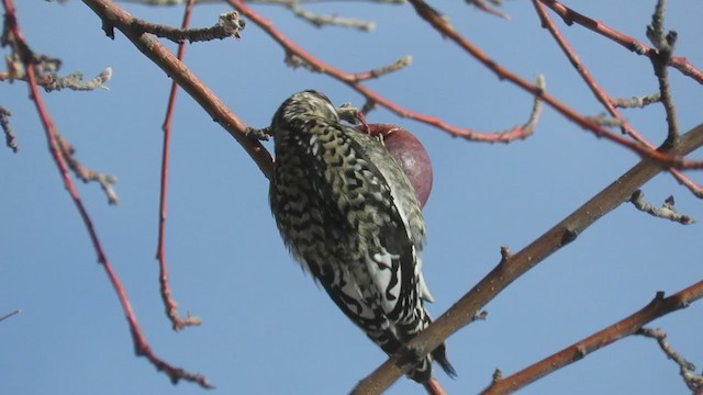 Yellow-bellied Sapsucker - ML297242611