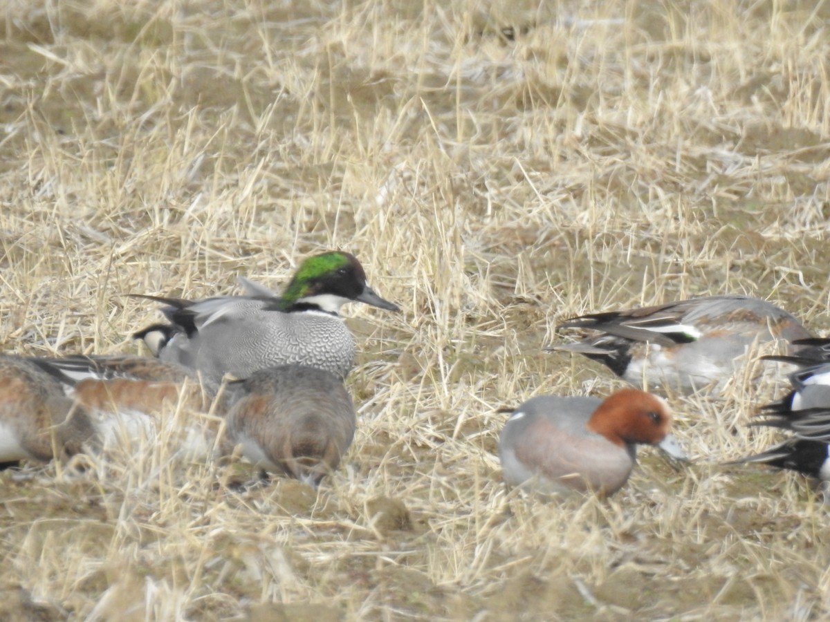 Falcated Duck - ML297242911