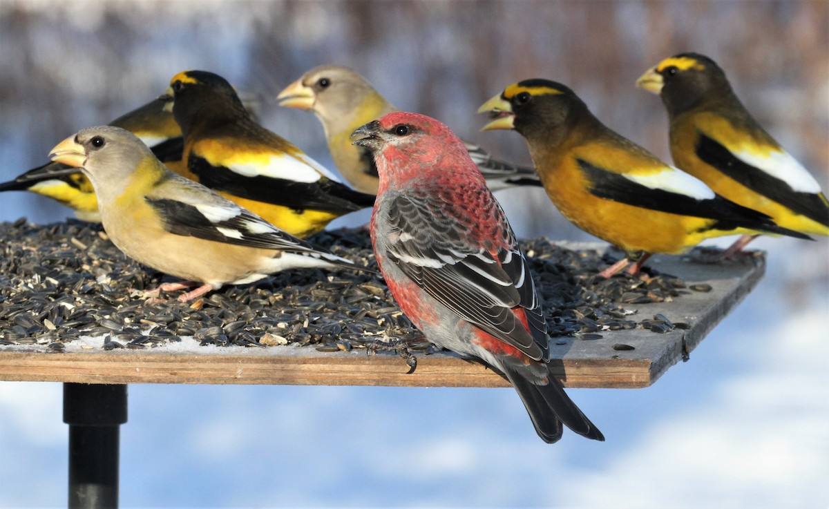 Pine Grosbeak - Ryan Brady