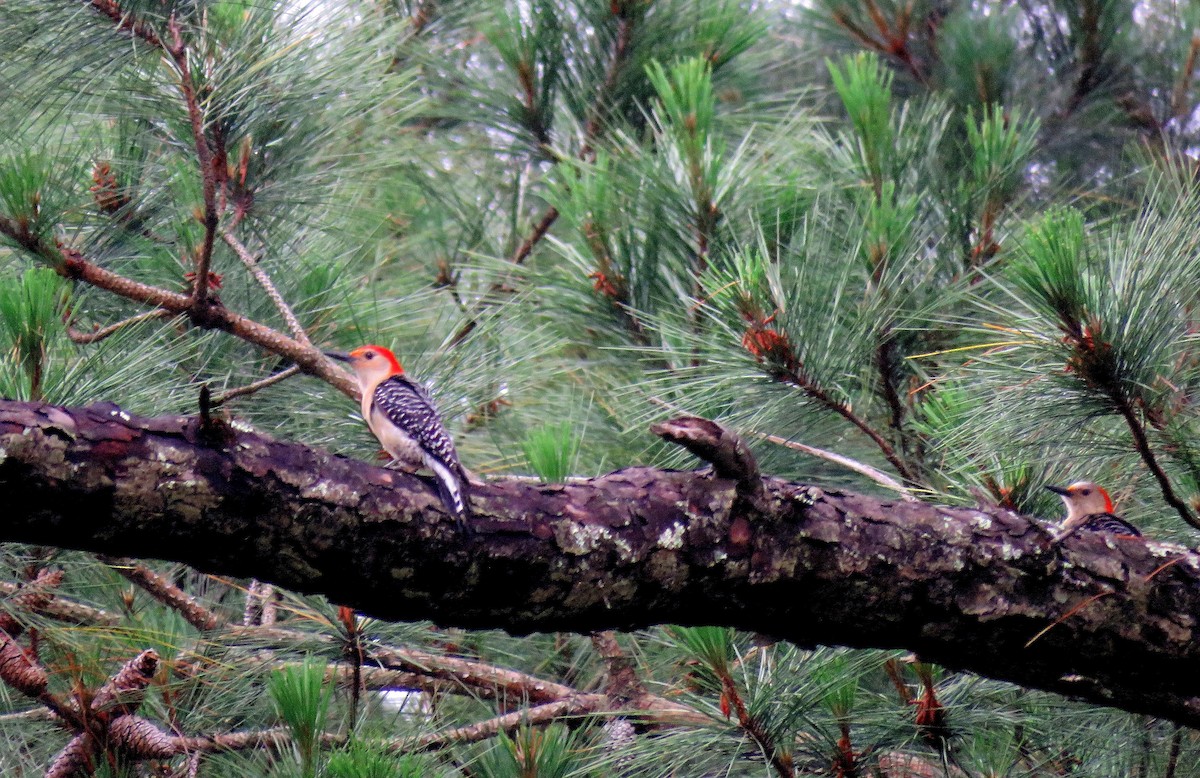 Red-bellied Woodpecker - ellen horak