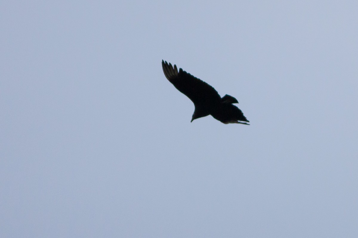 Black Vulture - Ariel Cabrera Foix