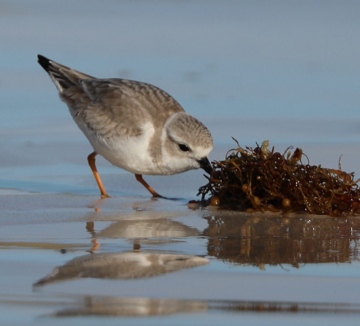 Piping Plover - ML297249021