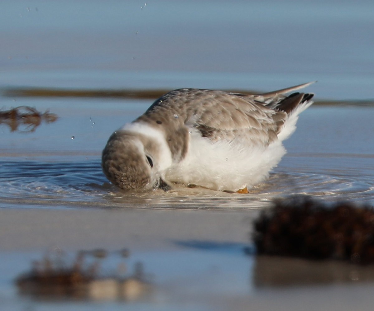 Piping Plover - ML297249031