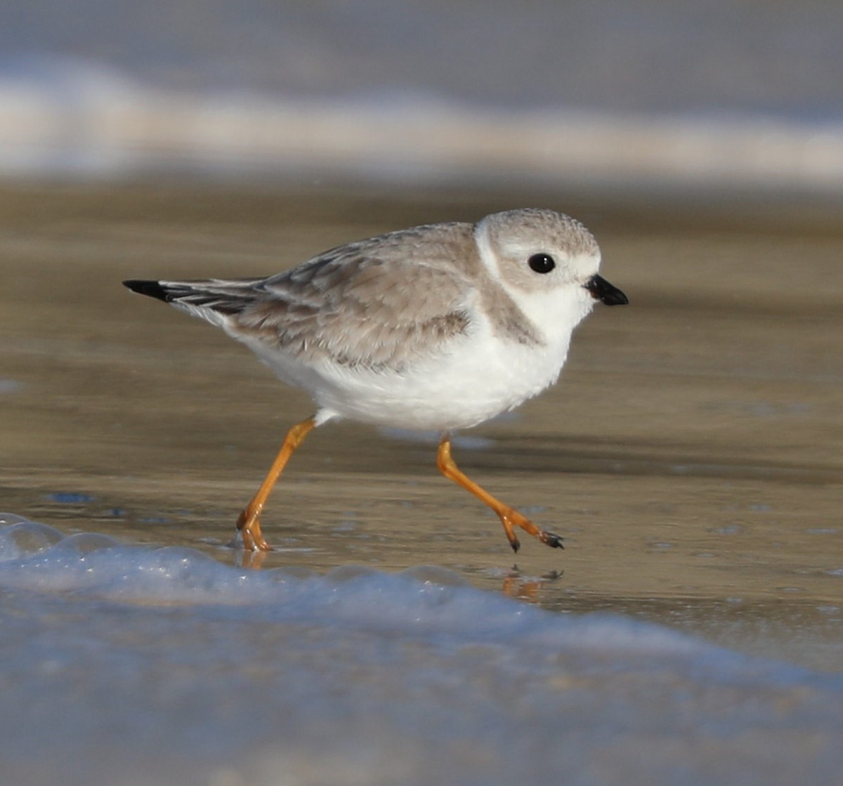 Piping Plover - ML297249041