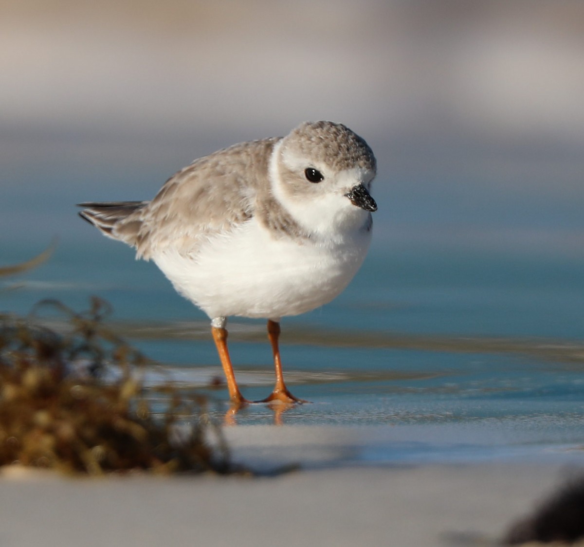 Piping Plover - Richard Brewer