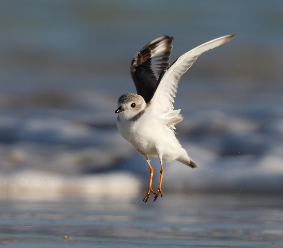 Piping Plover - ML297249091