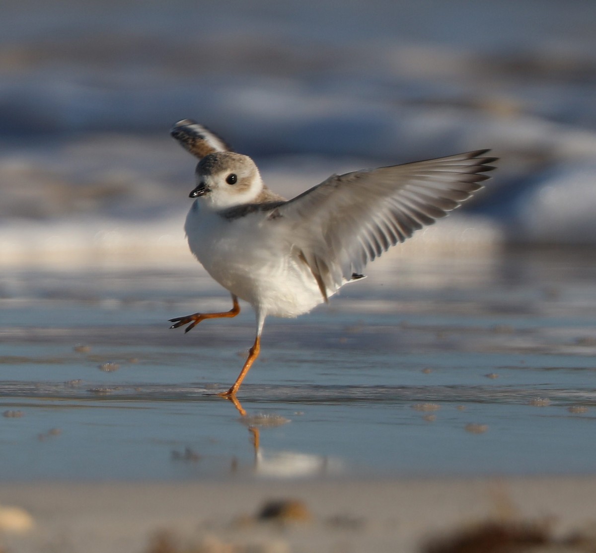 Piping Plover - ML297249121