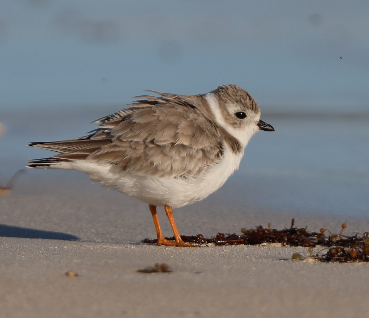 Piping Plover - ML297249141