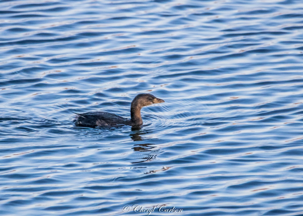 Pied-billed Grebe - ML297250721