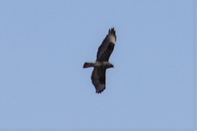 Rough-legged Hawk - ML297251371