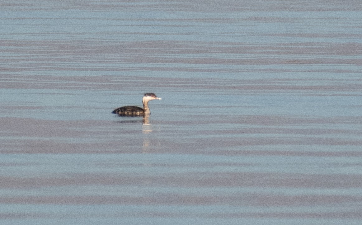 Horned Grebe - ML297251581