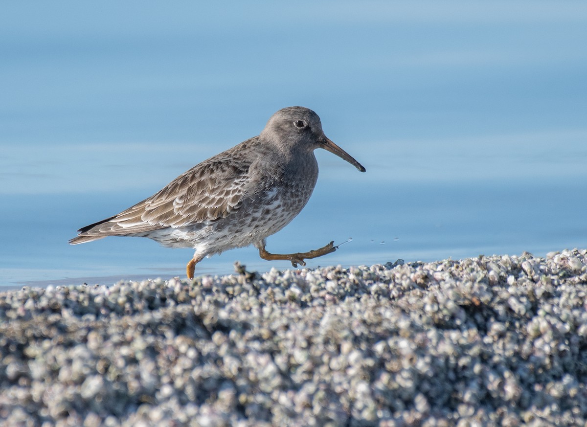 Purple Sandpiper - ML297251821