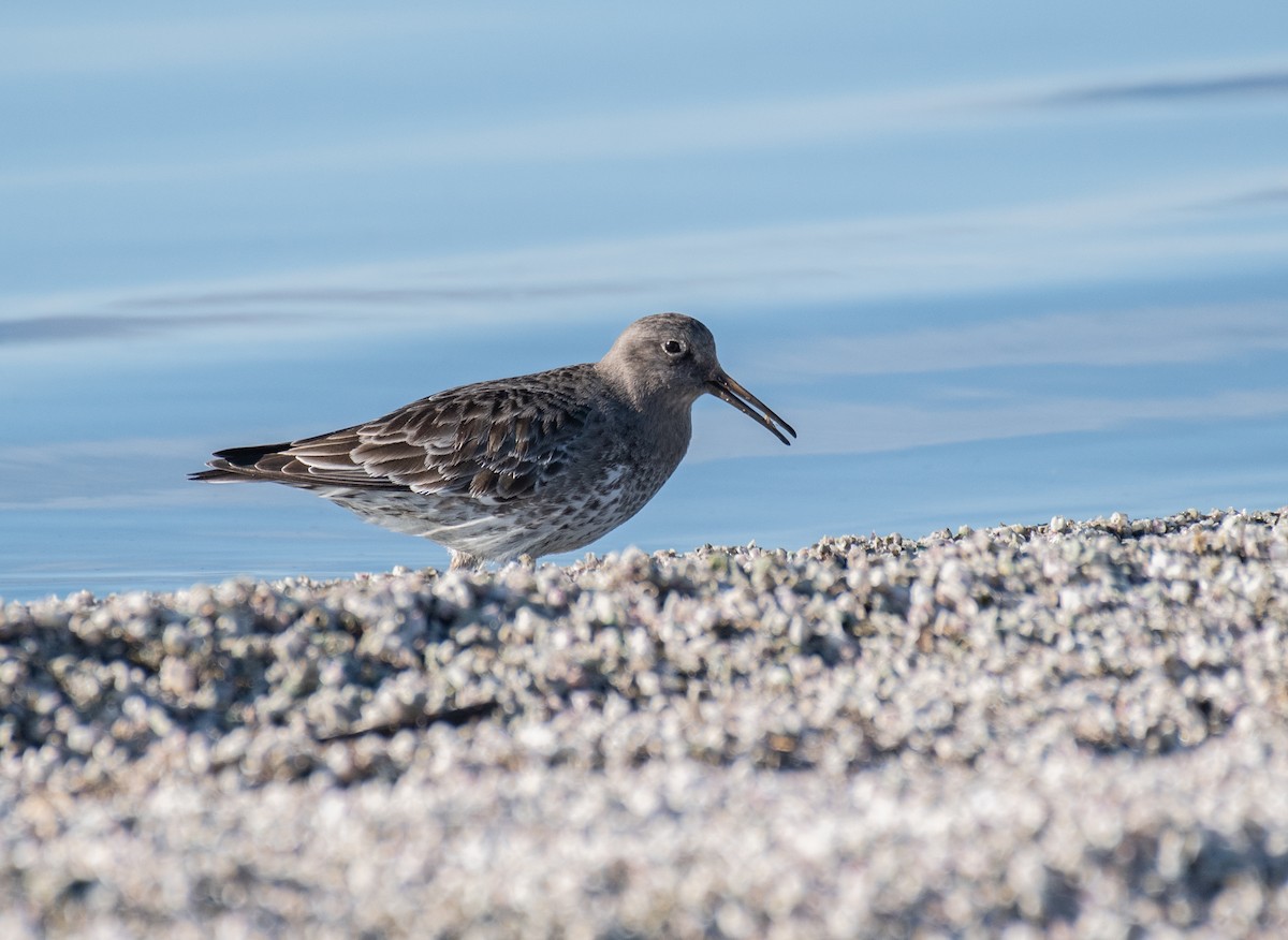 Purple Sandpiper - ML297251941