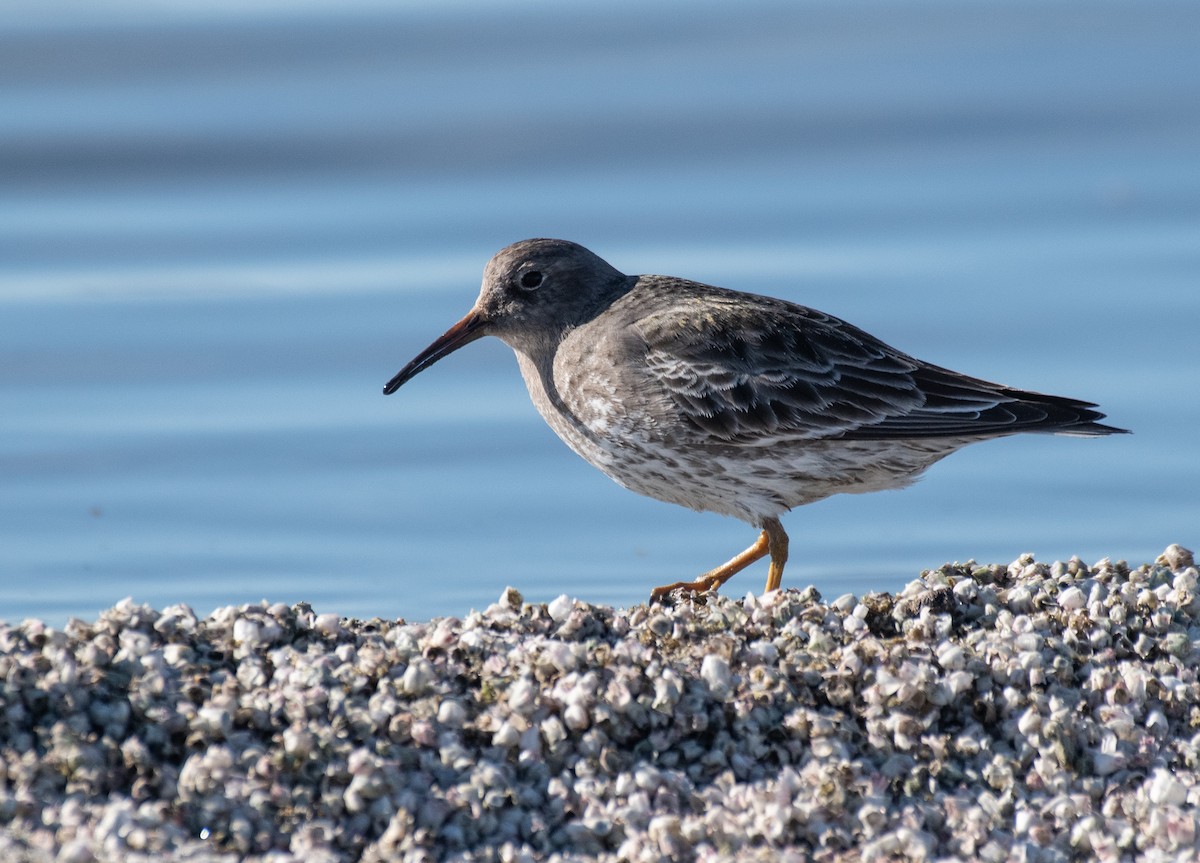 Purple Sandpiper - ML297251981