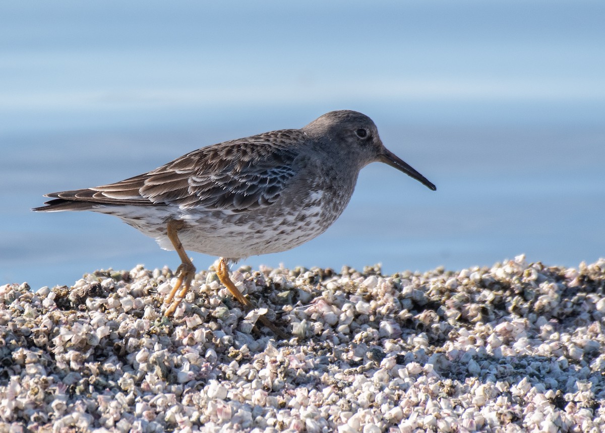 Purple Sandpiper - ML297252001