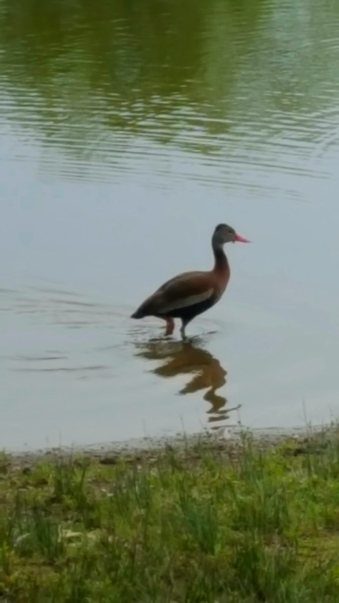Black-bellied Whistling-Duck - ML297252171