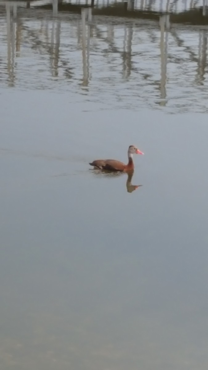 Black-bellied Whistling-Duck - ML297252181