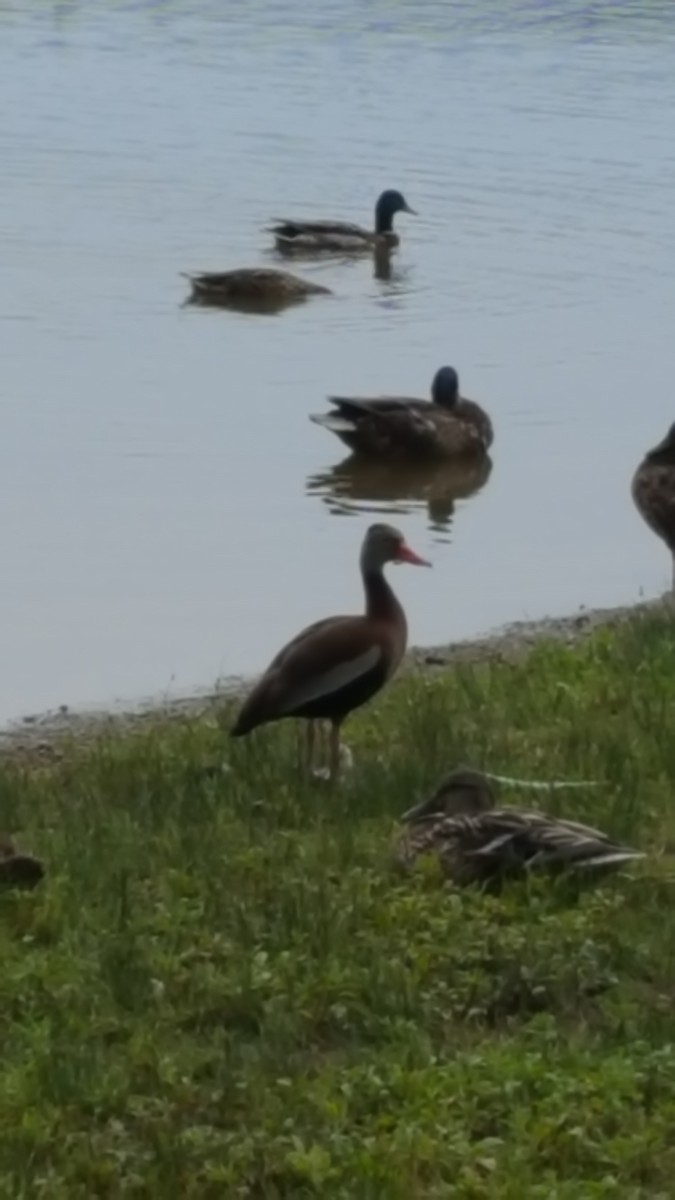 Black-bellied Whistling-Duck - ML297252191