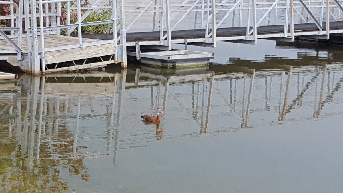 Black-bellied Whistling-Duck - ML297252201