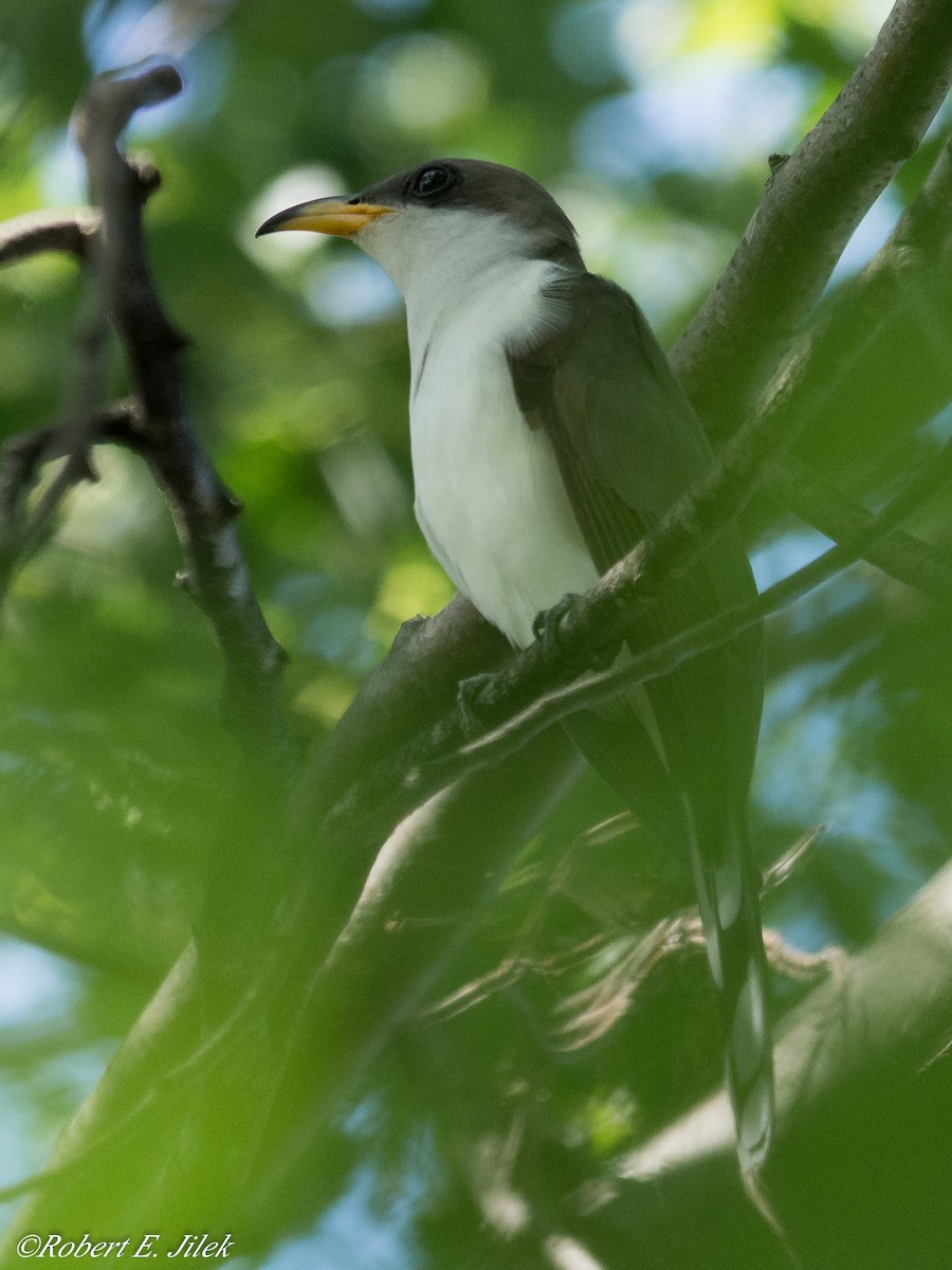 Yellow-billed Cuckoo - Robert Jilek