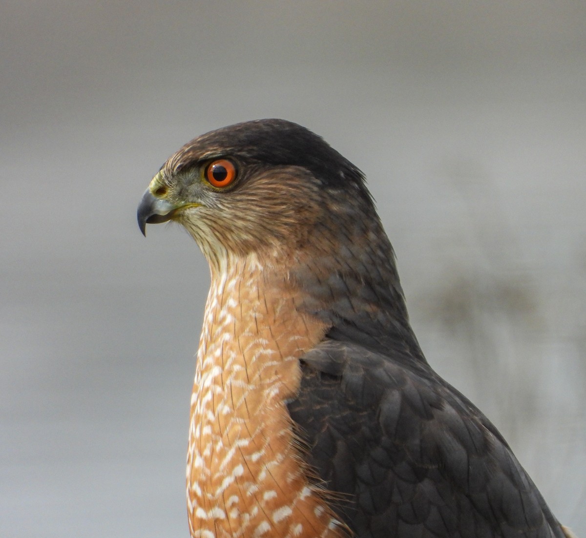 Cooper's Hawk - ML297252701