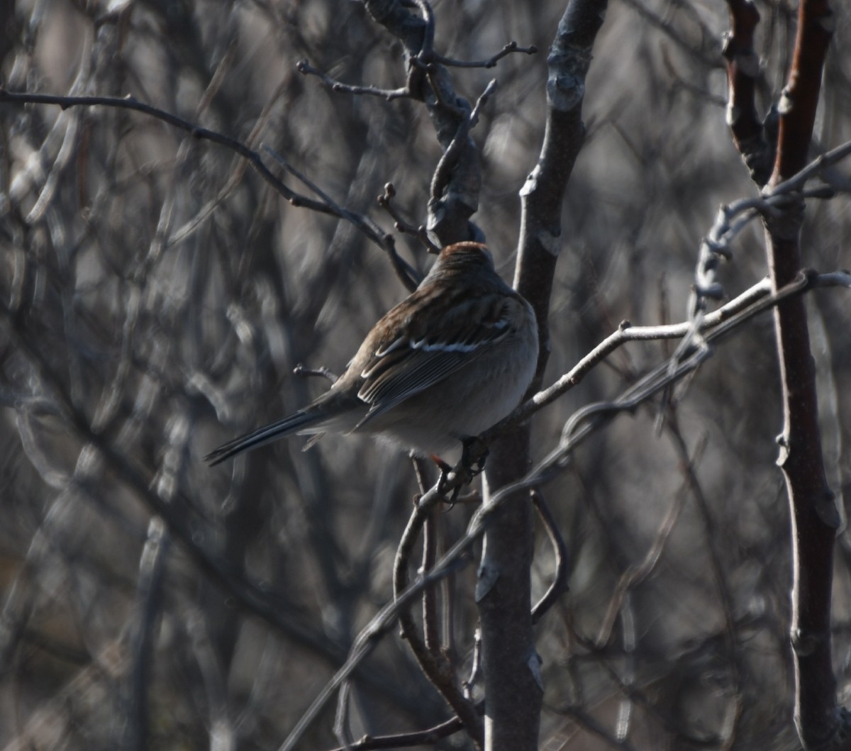 American Tree Sparrow - Ronald Ellard