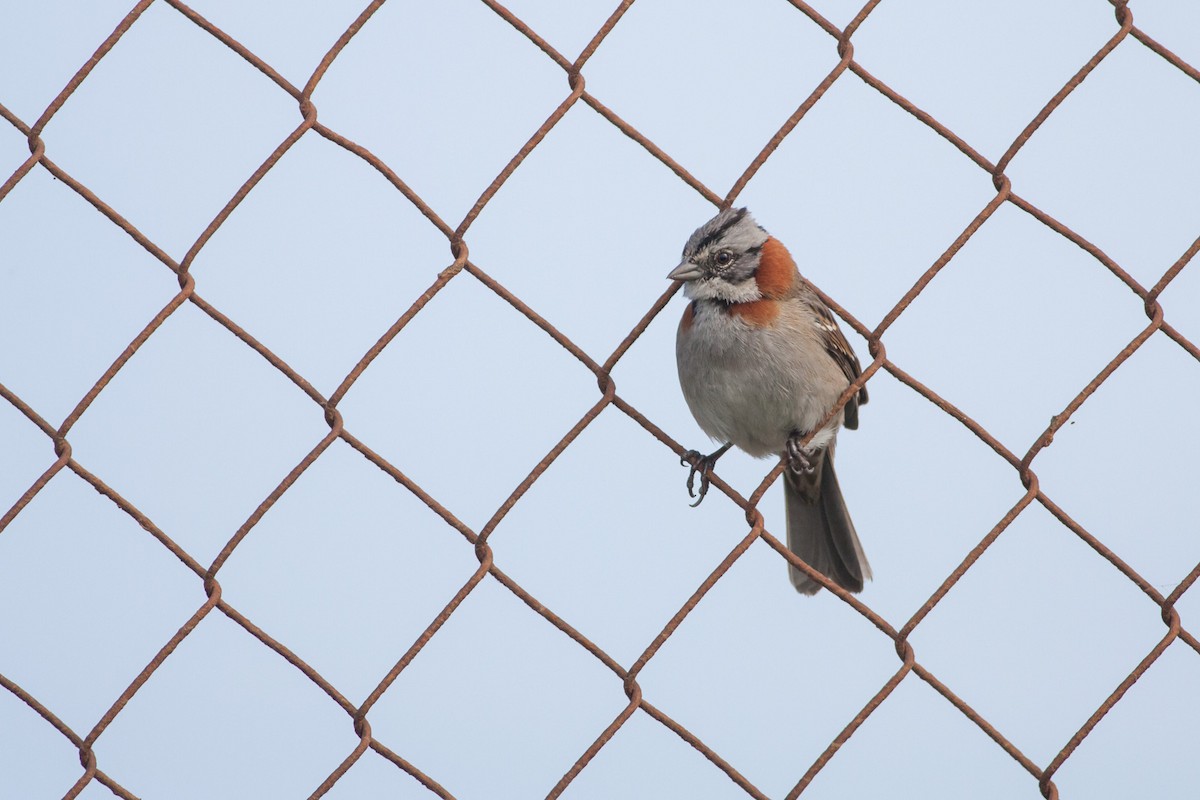 Rufous-collared Sparrow - Ariel Cabrera Foix