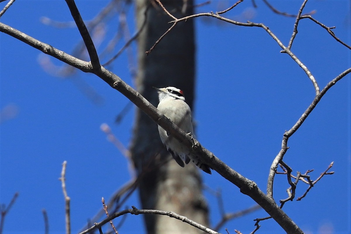 Downy Woodpecker - ML297254721