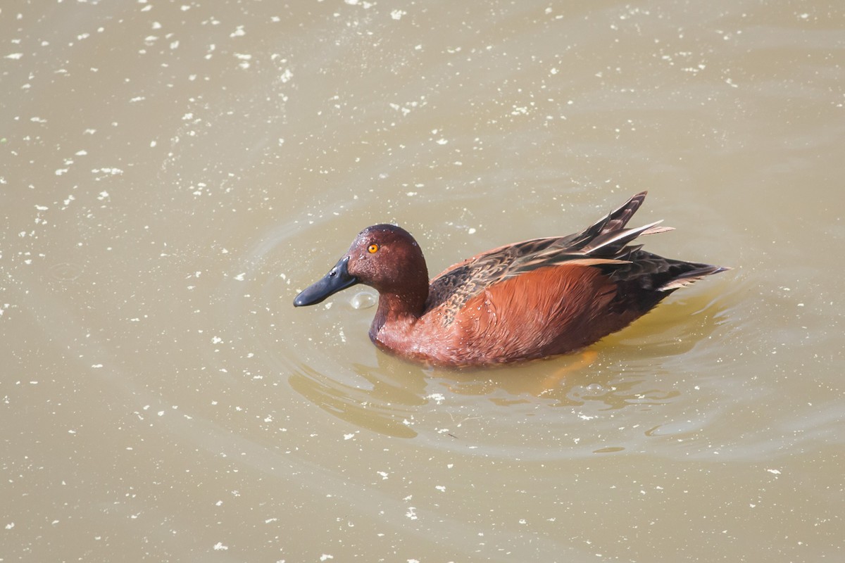 Cinnamon Teal - ML297254741