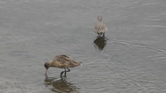 Marbled Godwit - ML297255521